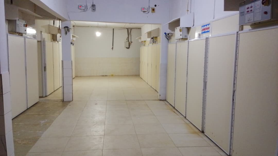 Modern Nextekci hatchery in Agnibilékrou — Controlled conditions and quality standards