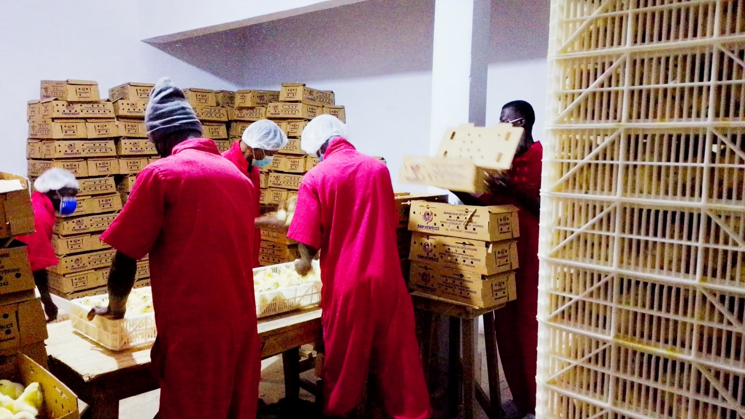 The full Nextekci team — Poultry expertise and support in Côte d'Ivoire