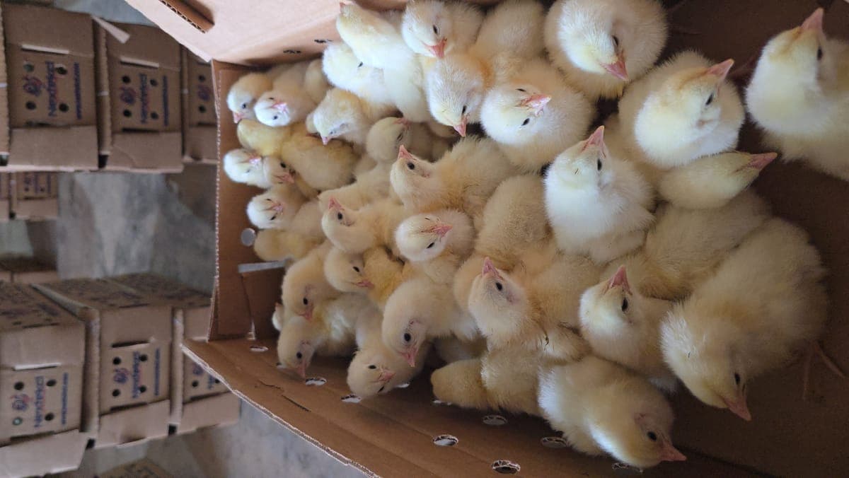 White broiler