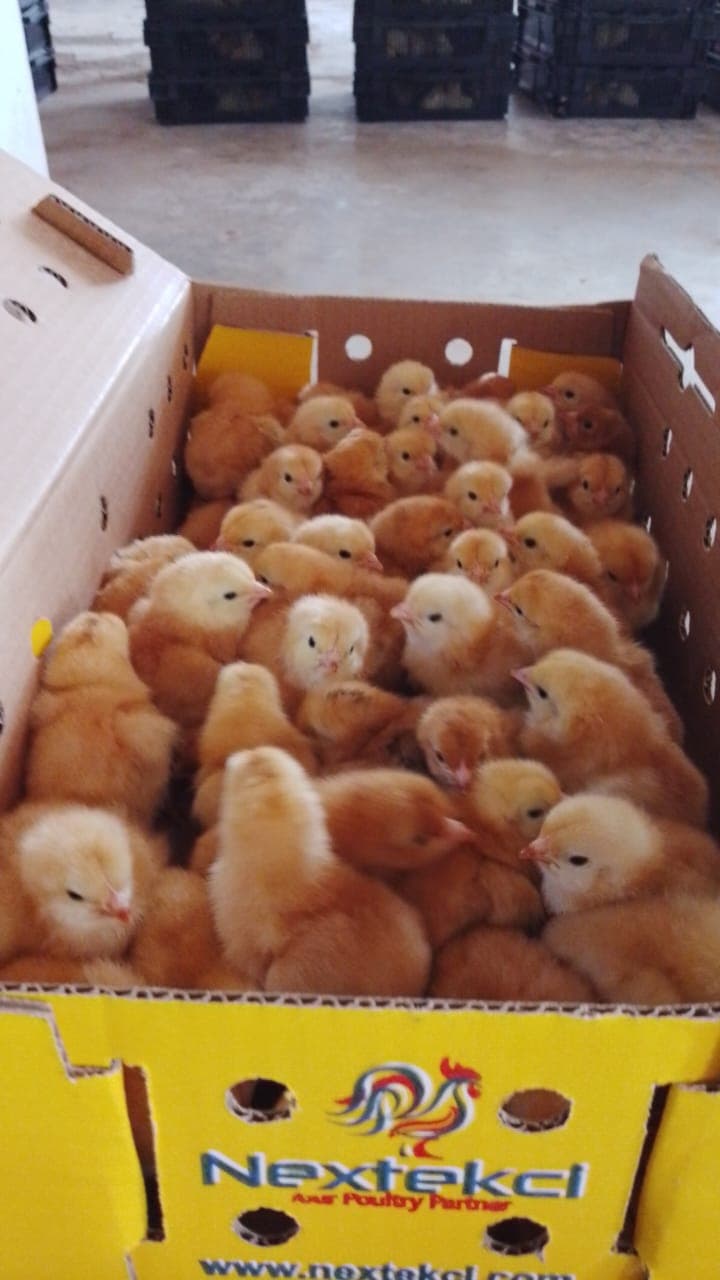Red broiler