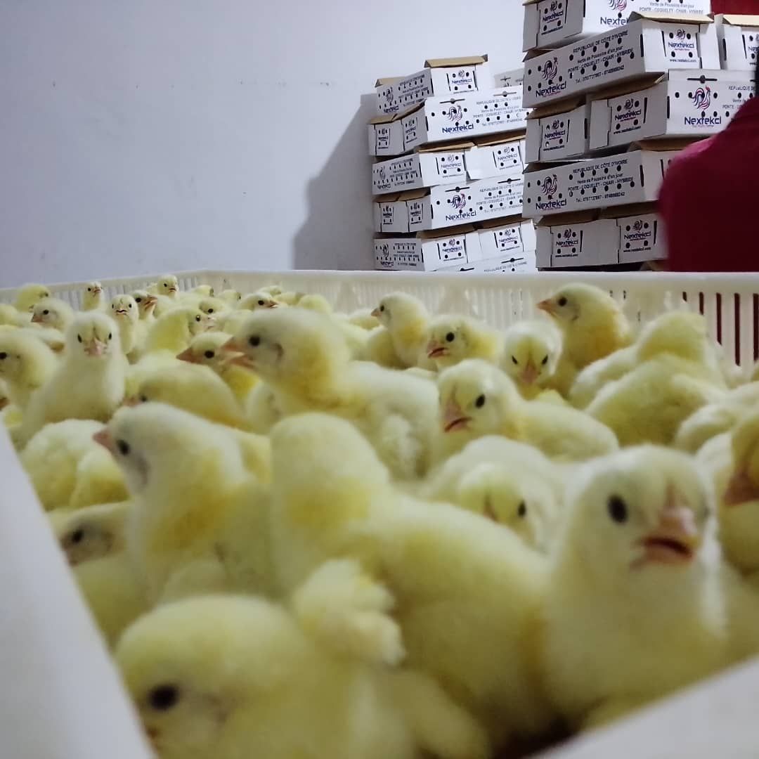 Poussins d'un jour NEXTEKCI
