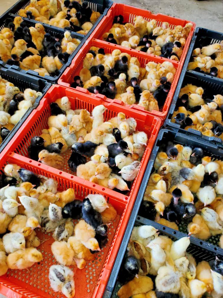 Alimentation des poussins : démarrage, croissance, finition — ce qu'il faut retenir